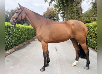 Hannoveraner, Stute, 4 Jahre, 173 cm, Brauner
