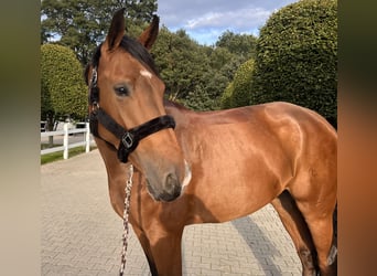 Hannoveraner, Stute, 4 Jahre, 173 cm, Brauner