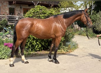 Hannoveraner, Stute, 4 Jahre, 173 cm, Brauner