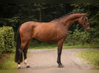 Hannoveraner, Stute, 4 Jahre, 173 cm