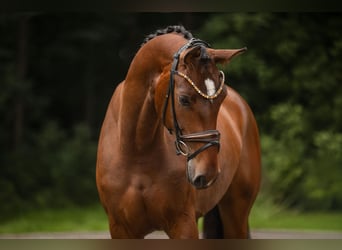 Hannoveraner, Stute, 4 Jahre, 173 cm