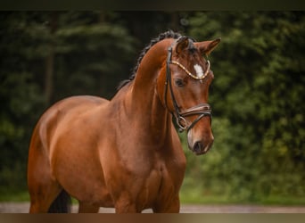 Hannoveraner, Stute, 4 Jahre, 173 cm