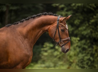 Hannoveraner, Stute, 4 Jahre, 173 cm