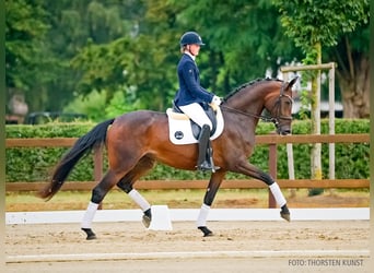 Hannoveraner, Stute, 4 Jahre, 173 cm, Dunkelbrauner