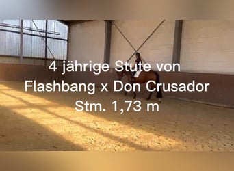 Hannoveraner, Stute, 4 Jahre, 173 cm, Dunkelbrauner