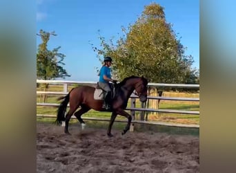 Hannoveraner, Stute, 4 Jahre, 173 cm, Dunkelbrauner