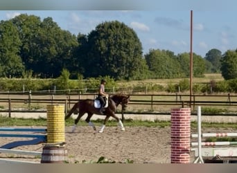 Hannoveraner, Stute, 4 Jahre, 173 cm, Fuchs