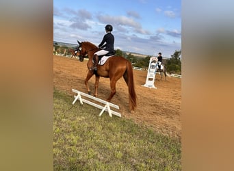Hannoveraner, Stute, 4 Jahre, 173 cm, Fuchs