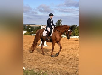 Hannoveraner, Stute, 4 Jahre, 173 cm, Fuchs