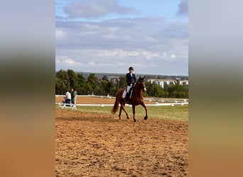 Hannoveraner, Stute, 4 Jahre, 173 cm, Fuchs