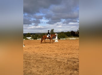 Hannoveraner, Stute, 4 Jahre, 173 cm, Fuchs