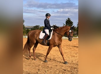 Hannoveraner, Stute, 4 Jahre, 173 cm, Fuchs