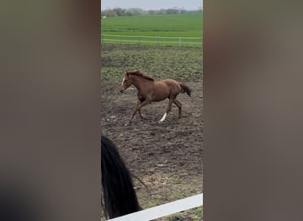 Hannoveraner, Stute, 4 Jahre, 173 cm, Fuchs