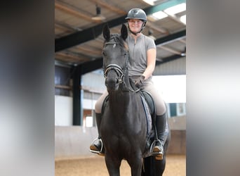 Hannoveraner, Stute, 4 Jahre, 173 cm, Rappe
