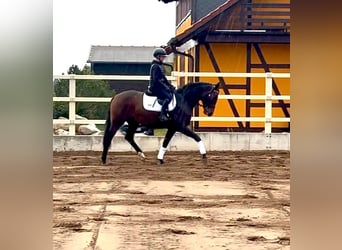 Hannoveraner, Stute, 4 Jahre, 174 cm, Brauner