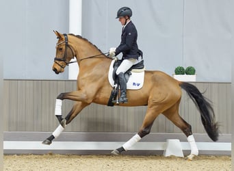 Hannoveraner, Stute, 4 Jahre, 174 cm, Brauner