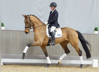 Hannoveraner, Stute, 4 Jahre, 174 cm, Brauner