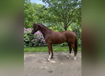 Hannoveraner, Stute, 4 Jahre, 174 cm, Fuchs