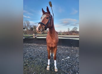 Hannoveraner, Stute, 4 Jahre, 174 cm, Fuchs