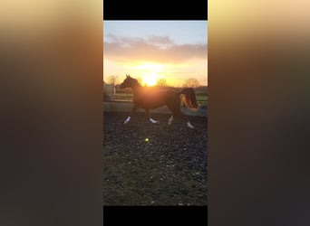 Hannoveraner, Stute, 4 Jahre, 174 cm, Fuchs