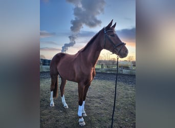 Hannoveraner, Stute, 4 Jahre, 174 cm, Fuchs