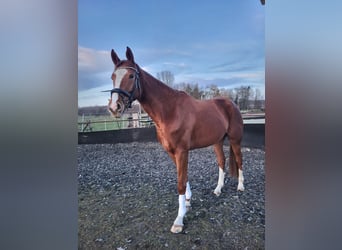 Hannoveraner, Stute, 4 Jahre, 174 cm, Fuchs