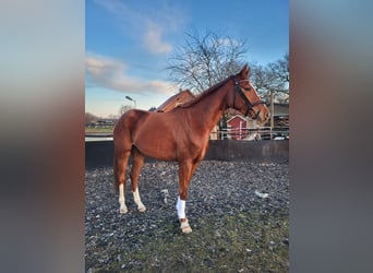 Hannoveraner, Stute, 4 Jahre, 174 cm, Fuchs