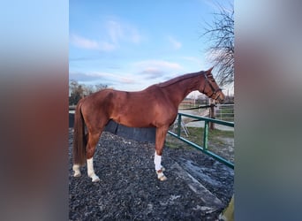 Hannoveraner, Stute, 4 Jahre, 174 cm, Fuchs