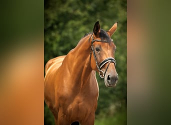 Hannoveraner, Stute, 4 Jahre, 175 cm, Brauner