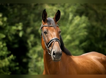 Hannoveraner, Stute, 4 Jahre, 175 cm, Brauner