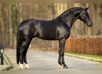 Hannoveraner, Stute, 4 Jahre, 175 cm, Brauner