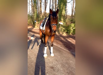 Hannoveraner, Stute, 4 Jahre, 175 cm, Brauner