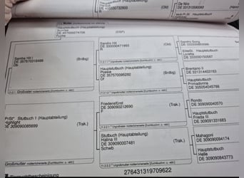 Hannoveraner, Stute, 4 Jahre, 175 cm, Dunkelbrauner