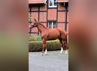 Hannoveraner, Stute, 4 Jahre, 175 cm, Fuchs