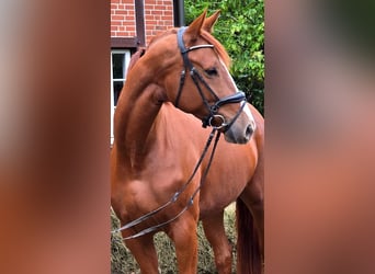 Hannoveraner, Stute, 4 Jahre, 175 cm, Fuchs