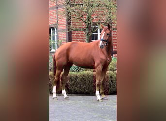 Hannoveraner, Stute, 4 Jahre, 175 cm, Fuchs