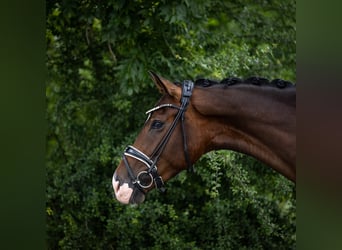Hannoveraner, Stute, 4 Jahre, 176 cm, Brauner