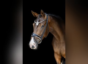 Hannoveraner, Stute, 4 Jahre, 176 cm, Brauner