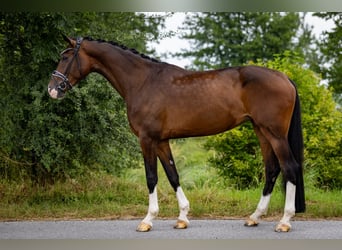 Hannoveraner, Stute, 4 Jahre, 176 cm, Brauner