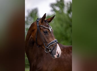 Hannoveraner, Stute, 4 Jahre, 176 cm, Brauner