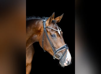 Hannoveraner, Stute, 4 Jahre, 176 cm, Brauner