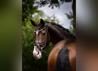 Hannoveraner, Stute, 4 Jahre, 176 cm, Brauner