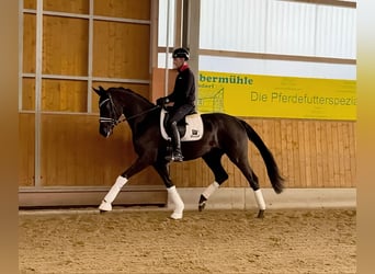 Hannoveraner, Stute, 4 Jahre, 176 cm, Rappe