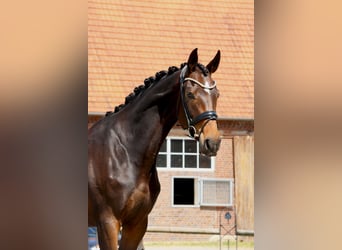 Hannoveraner, Stute, 4 Jahre, 177 cm, Brauner