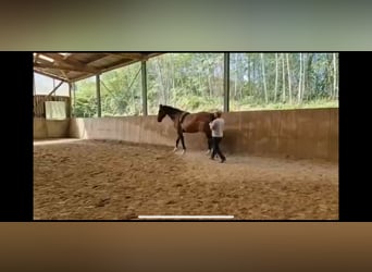 Hannoveraner, Stute, 4 Jahre, 178 cm, Brauner