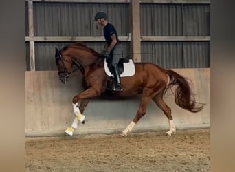 Hannoveraner, Stute, 4 Jahre, 178 cm, Dunkelfuchs