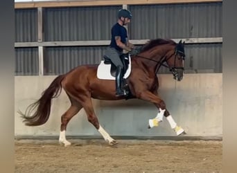 Hannoveraner, Stute, 4 Jahre, 178 cm, Dunkelfuchs