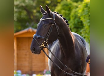 Hannoveraner, Stute, 4 Jahre, 178 cm, Dunkelfuchs