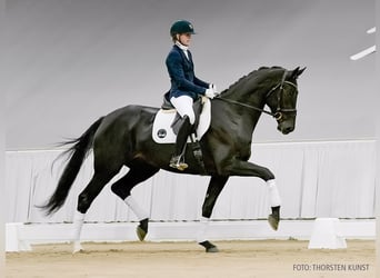 Hannoveraner, Stute, 4 Jahre, 178 cm, Dunkelfuchs
