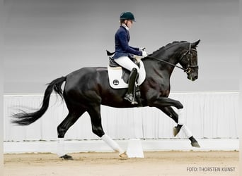 Hannoveraner, Stute, 4 Jahre, 178 cm, Dunkelfuchs
